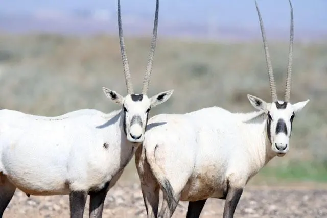 Shaumari Reserve Gives New Life to Endangered Oryx Species