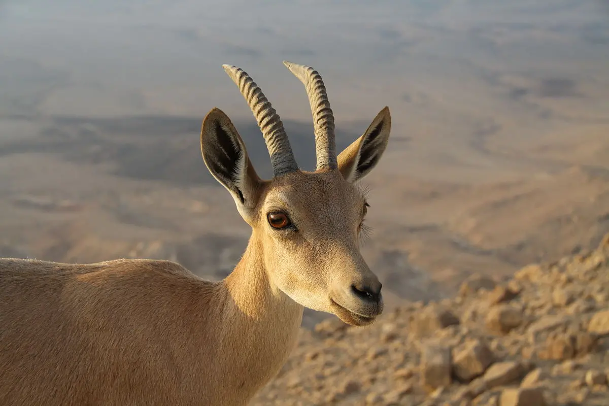 Nubian Ibex Wadi Rum - Jordan Perfect Tours